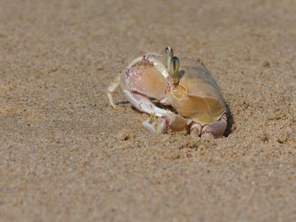 <h3><a href="/trips/safari/biota/animalia/arthropoda/malacostraca/decapoda/ocypodidae/ocypode ryderi/ocypode ryderi-nl.html">Ocypode&nbsp;ryderi</a> /  / </h3>OM-1 Mark II met OLYMPUS M.150-400mm F4.5 TC, 1/2000 sec  bij F5.6, ISO 250, afstand 9.78&nbsp;m